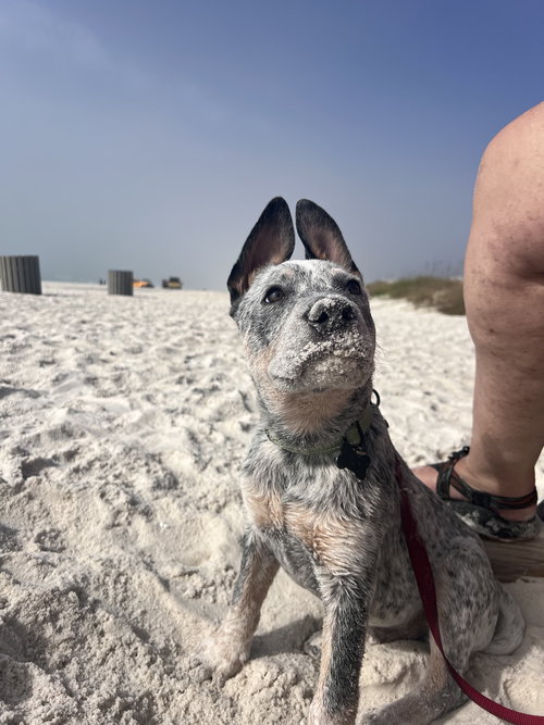 BORIS - Australian Cattle Dog/Blue Heeler available for adoption