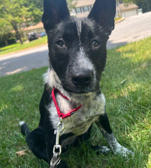 picture of the dog needing adoption