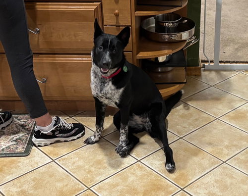 ROSEMARY - Australian Cattle Dog/Blue Heeler available for adoption