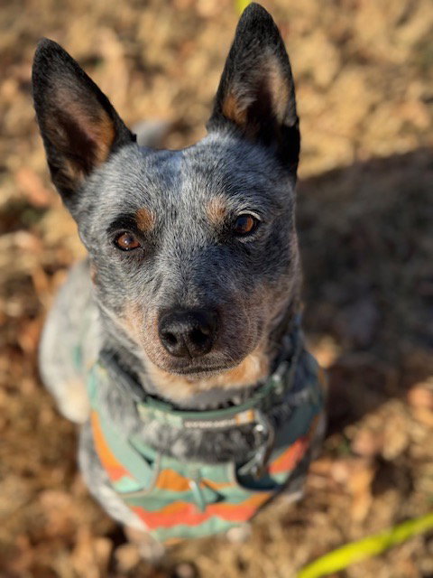 picture of the dog needing adoption