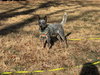 Buddy - Photo 2