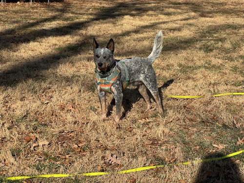 BUDDY - Australian Cattle Dog/Blue Heeler available for adoption