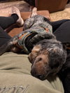 Buddy - Photo 3