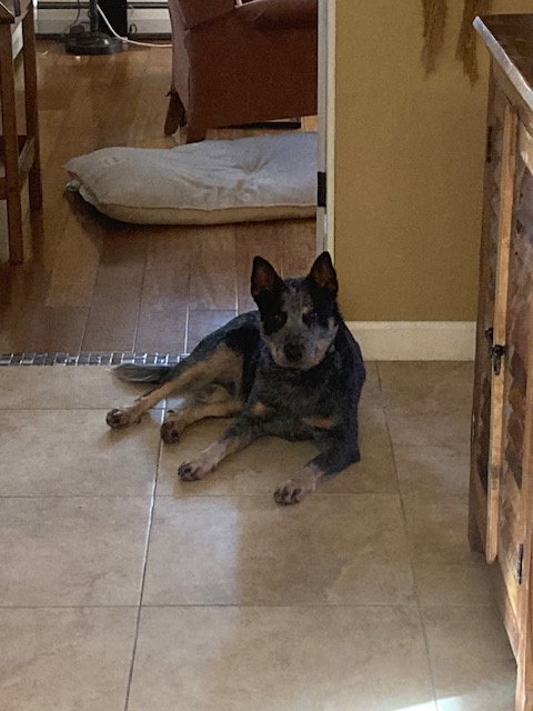 FOX - Australian Cattle Dog/Blue Heeler available for adoption