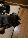 Fox - Photo 5
