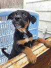 Sparky - Photo 1