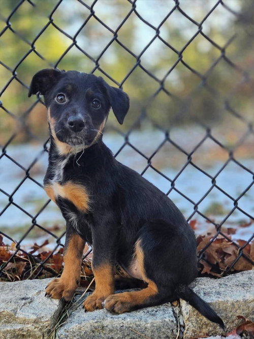 SPARKY - Australian Cattle Dog/Blue Heeler / Australian Shepherd available for adoption