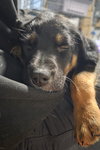 Sparky - Photo 4