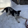 Oreo Cookie - Photo 2