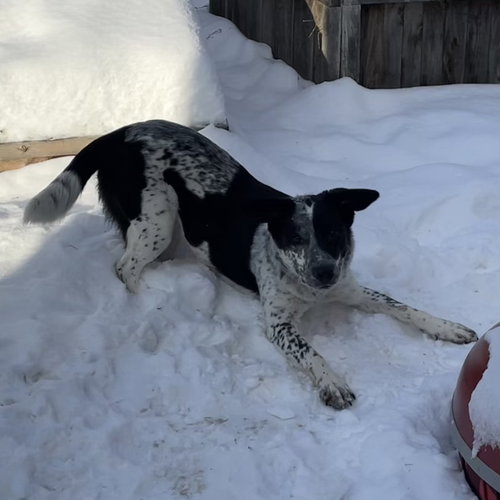 OREO COOKIE - Australian Cattle Dog/Blue Heeler available for adoption