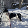 Oreo Cookie - Photo 4