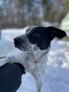 Oreo Cookie - Photo 5