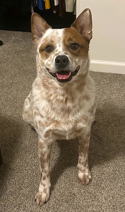 COWBOY - Australian Cattle Dog/Blue Heeler available for adoption