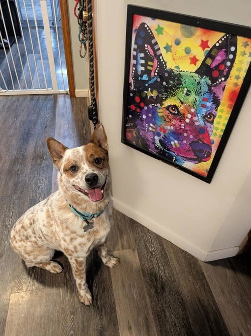 COWBOY - Australian Cattle Dog/Blue Heeler available for adoption