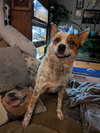 Cowboy - Photo 4
