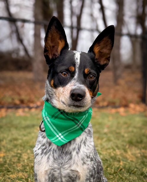 KANE - Australian Cattle Dog/Blue Heeler available for adoption