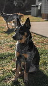 Morris - Photo 1