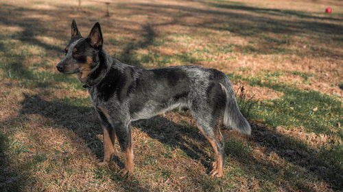 MORRIS - Australian Cattle Dog/Blue Heeler available for adoption