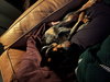 Morris - Photo 3