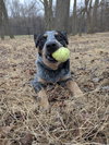 Morris - Photo 4