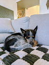 Morris - Photo 5