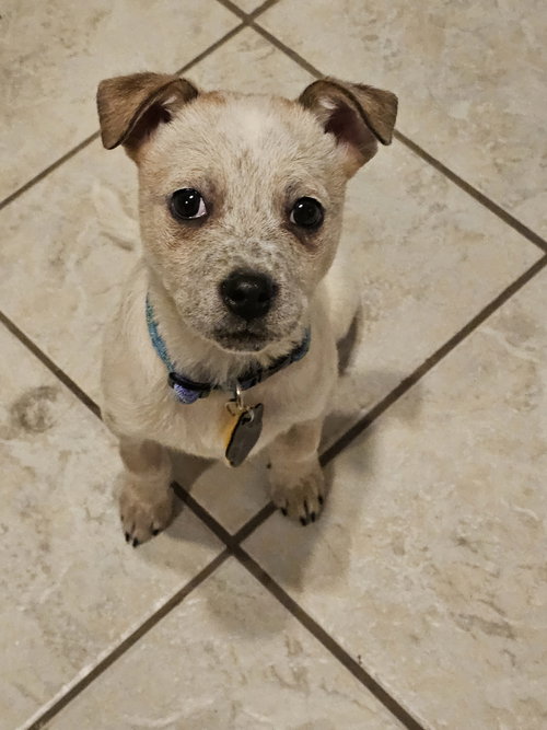 picture of the dog needing adoption