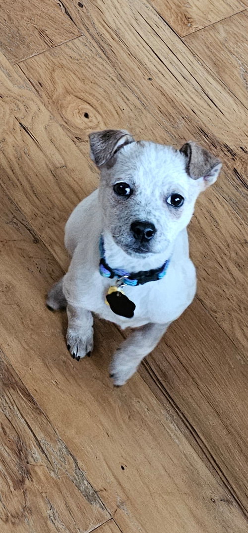 SESAME - Australian Cattle Dog/Blue Heeler available for adoption