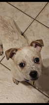Sesame - Photo 3