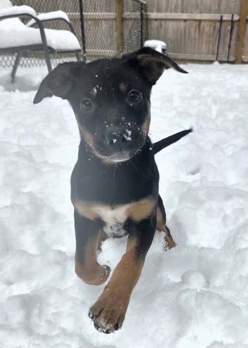 SCRAPS - Australian Cattle Dog/Blue Heeler / Australian Shepherd available for adoption