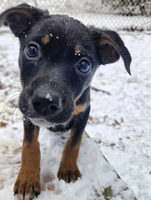 SCRAPS - Australian Cattle Dog/Blue Heeler / Australian Shepherd available for adoption