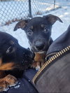 Scraps - Photo 4