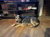 Roscoe - Photo 2