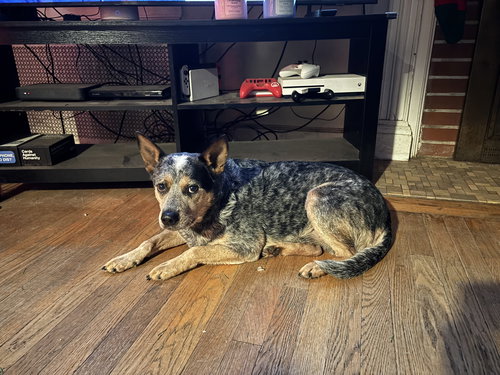 ROSCOE - Australian Cattle Dog/Blue Heeler available for adoption