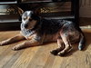 Roscoe - Photo 3