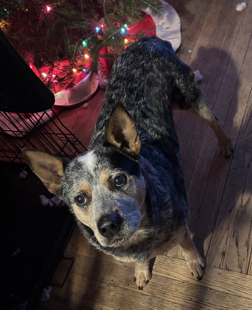 ROSCOE - Australian Cattle Dog/Blue Heeler available for adoption