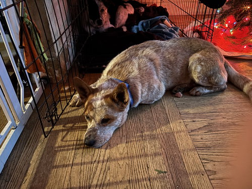 MR. GIBBS - Australian Cattle Dog/Blue Heeler available for adoption