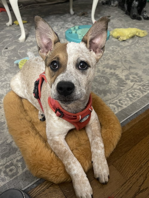 picture of the dog needing adoption