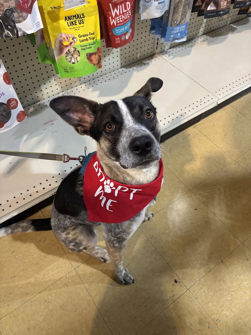 picture of the dog needing adoption