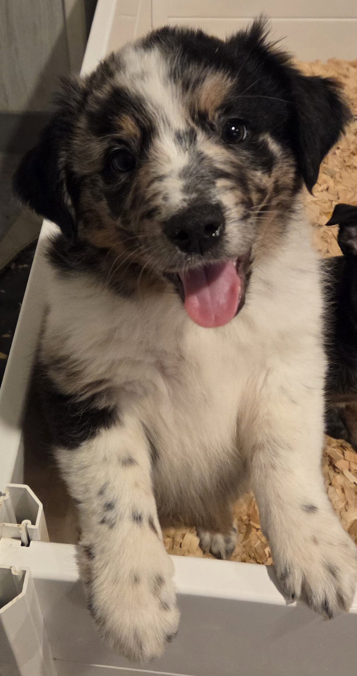 Sadie Image