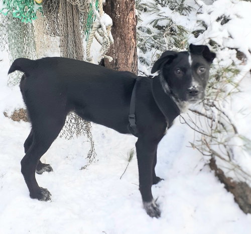 picture of the dog needing adoption