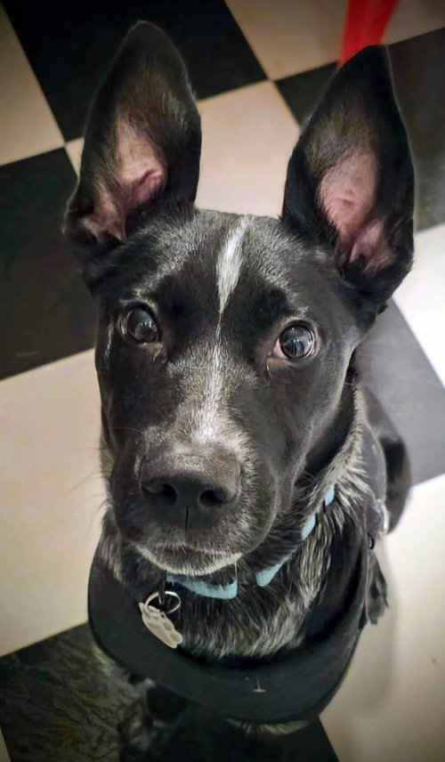 picture of the dog needing adoption