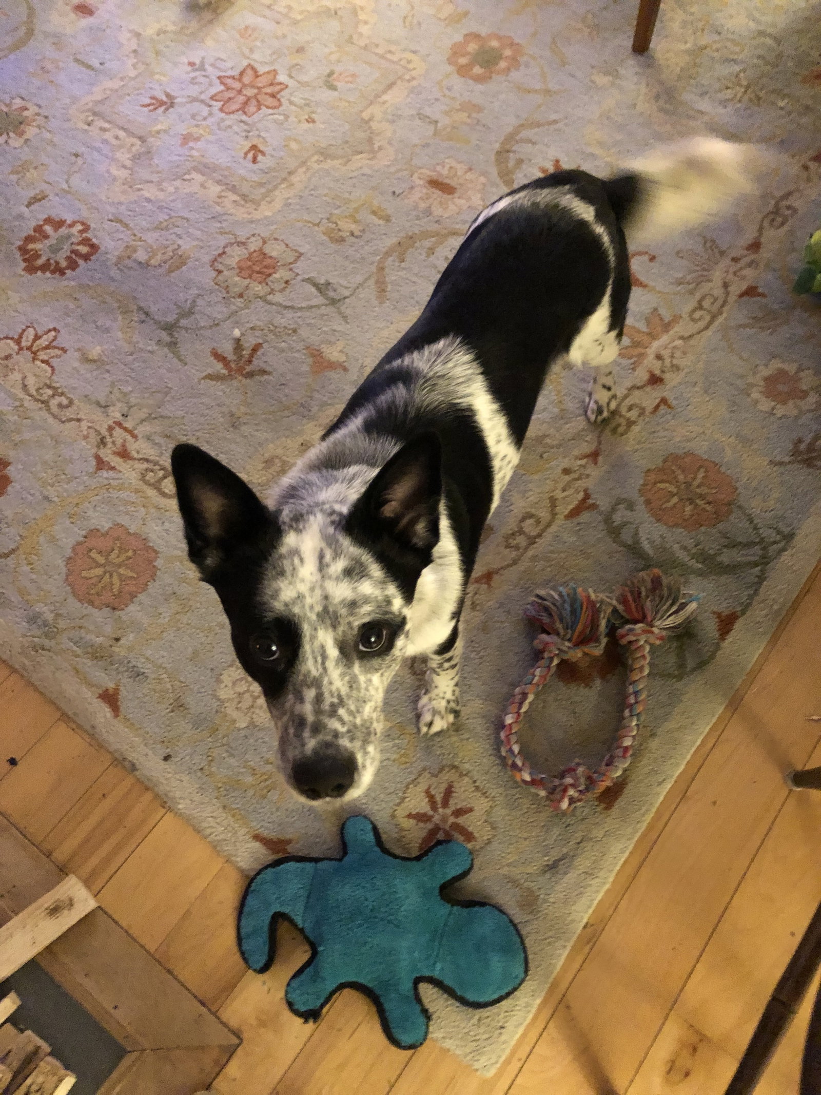 Levi