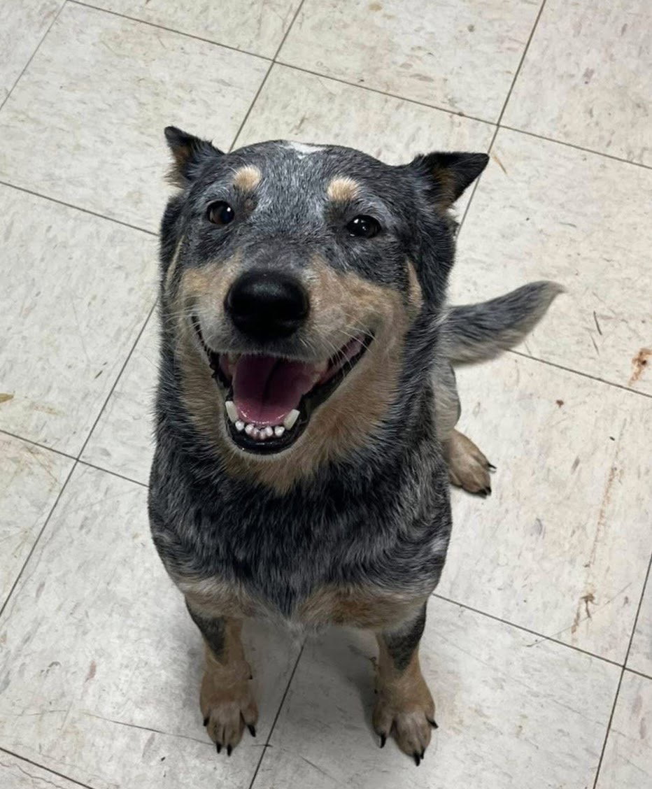 Bindi