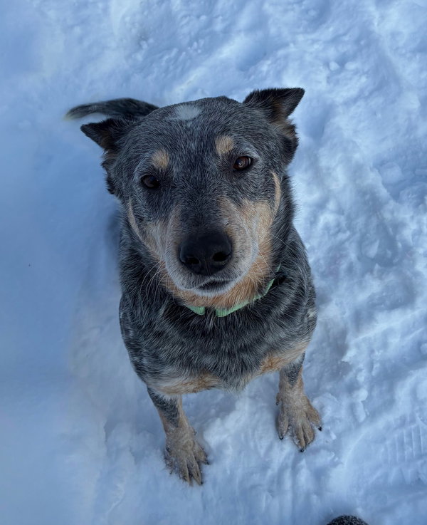 Bindi
