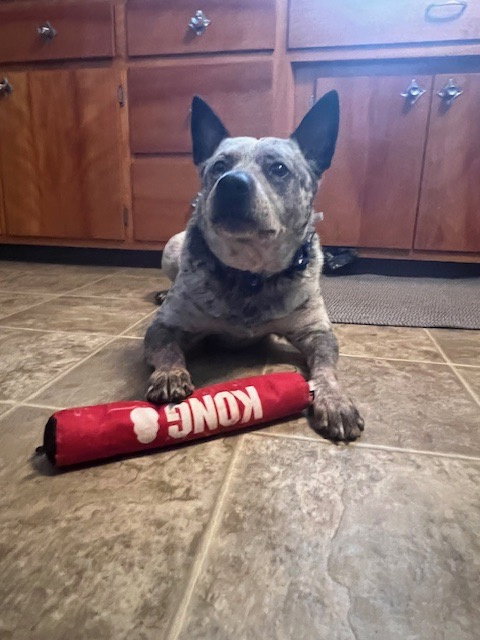 picture of the dog needing adoption