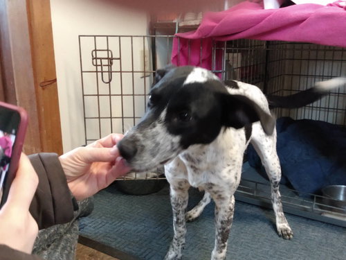 picture of the dog needing adoption