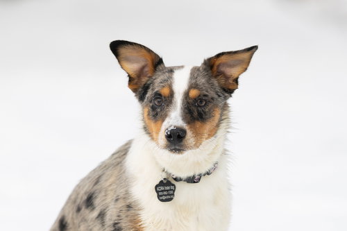 picture of the dog needing adoption