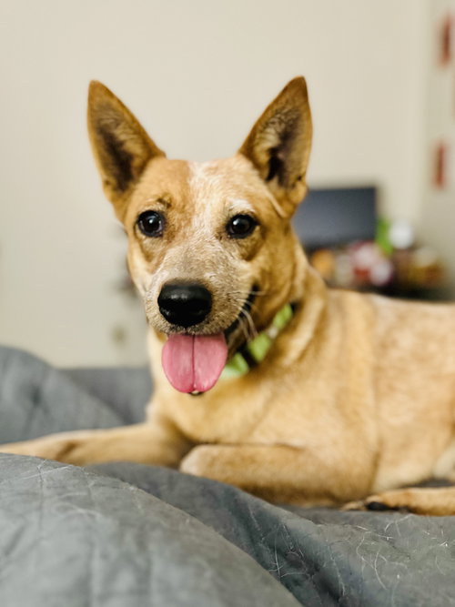 picture of the dog needing adoption