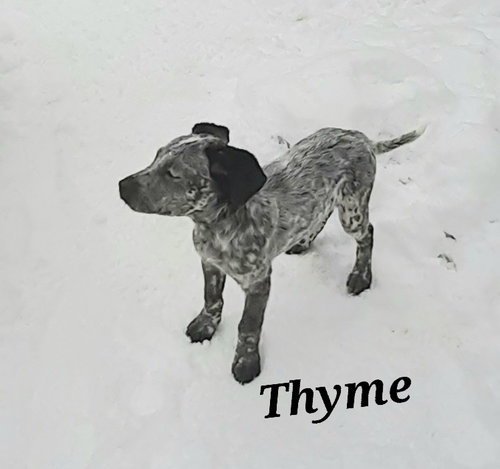 picture of the dog needing adoption