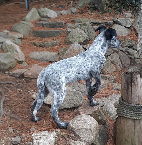 picture of the dog needing adoption